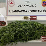 Uşak'ta Jandarma'dan Uyuşturucu Operasyonu