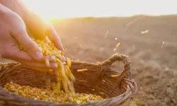 Çine’de çift sıra mısır dikimi yaygınlaştı