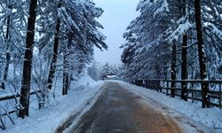 Yüz Doksan Bin Ağaç Kesilmekten Kurtuldu