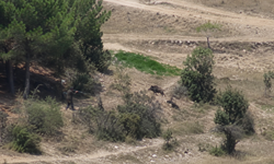 Uşak’ta domuz saldırısı kamerada