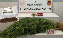 Uşak'ta Jandarma'dan Uyuşturucu Operasyonu