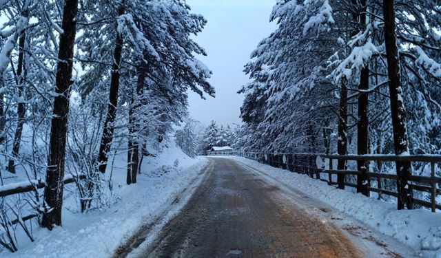 Yüz Doksan Bin Ağaç Kesilmekten Kurtuldu