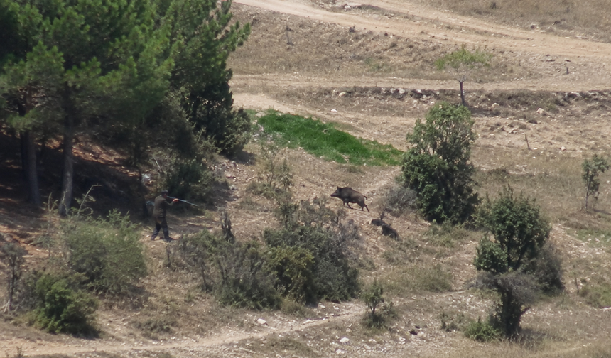 Uşak’ta domuz saldırısı kamerada