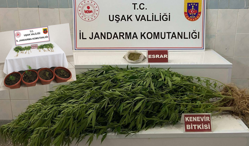 Uşak'ta Jandarmadan Uyuşturucu Operasyonu